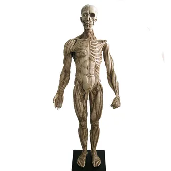 45 см Анатомическая модель опорно-двигательного аппарата человека скульптура медицинский справочник 3DMax модель CG дизайн живопись методом копирования