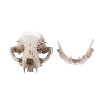 Реалистичная художественная копия животного из смолы, модель черепа кошки, Обучающая модель скелета, украшение для домашней вечеринки, предмет коллекционирования
